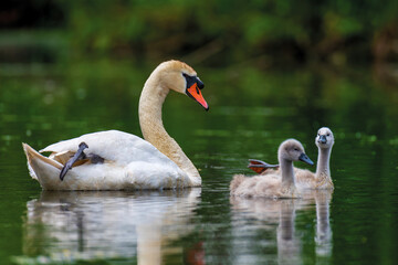 Mute swan with baby. Cygnets on summer day in calm water. Bird in the nature habitat