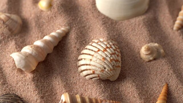 Rotating top, closeup view of sea shells scattered over a pile of sand under bright light