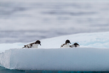 Close-up of four Cape Petrels - Daption capense- resting on an iceberg near Danco Island, on the Antarctic Peninsula