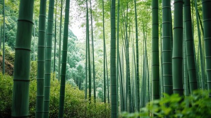 Lush Green Bamboo Forest with Tall Stalks Surrounded by Dense Foliage and Natural Light Filtering Through Leaves in Tranquil Environment