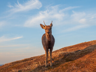 夕日に照らされる鹿  奈良 若草山