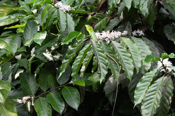 A green forest lizard sits on top of a coffee twig and is expecting pollinator insects
