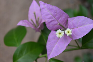 Two actual white flowers are blooming on a bougainvillea plant that is lavender in color