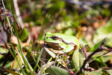 Tree frog (arborea or orientalis) camouflaged on green grass. Amphibian in nature habitat. Little frog in the wild. Animal. 
