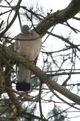 Pigeon perched on a tree branch, resting peacefully in nature. Peaceful scene.