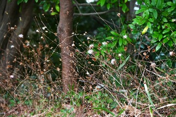 Pertya scandens (Japanese name 'Koyaboki') Pappus. Asteraceae deciduous surub. Flowers bloom in autumn, and the achenes have pappus that are blown away by the wind.