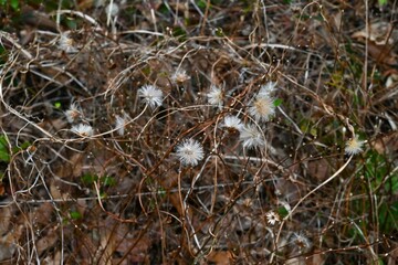 Pertya scandens (Japanese name 'Koyaboki') Pappus. Asteraceae deciduous surub. Flowers bloom in autumn, and the achenes have pappus that are blown away by the wind.