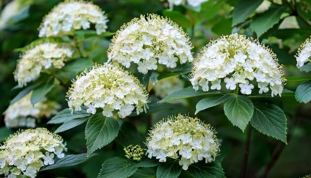 Chinese snowball viburnum flower heads are snowy. Guelder rose (viburnum opulus, viburnum Boul de Neige) in spring garden. Decorative shrubs in landscape design