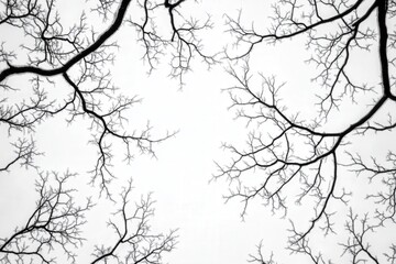 Obraz premium Intricate Patterns of Bare Tree Branches Against a Bright Sky During Winter, Capturing Nature's Minimalist Aesthetic and Tranquility.