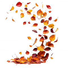 A floating swirl of multicolored autumn leaves isolated on white background.PNG