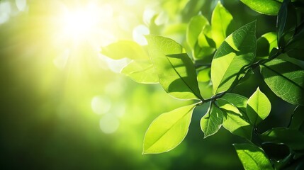 Green Leaves with Sunlight Shining Through Foliage Nature Background