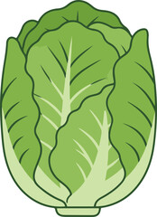 kimchi cabbage 김치 배추