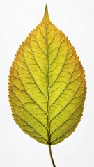 Fototapeta premium Single Green Leaf With Intricate Veins on Plain Background Highlighting Natural Beauty in Detail Generative AI