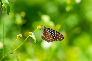 butterfly on a flower