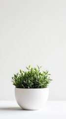 Fototapeta premium Lush Green Plant in White Pot on Minimalistic Background