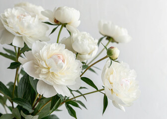 Obraz premium beautiful white peony flowers on white background generative ai