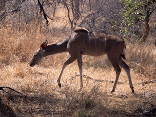 A Greater Kudu lady walks through the savannah of Hwange National Park.