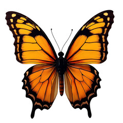 Obraz premium butterfly vector illustration