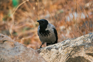 hooded crow on the ground