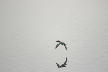 duck in flight over the water