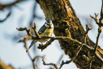 blue tit on a branch