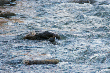 white-throated dipper on a rock in water