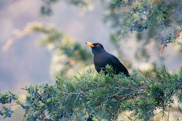 blackbird on a branch