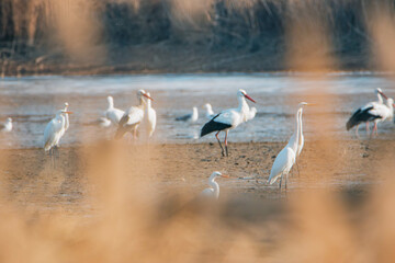 white storks in the lake