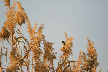 tree sparrow on a reed