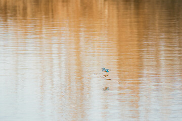 kingfisher flying over water