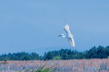 Fototapeta premium great egret in flight