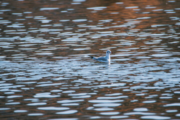armenian gull swimming in lake