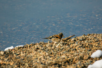brambling on the beach