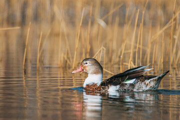 duck in the water