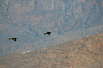 ruddy shelduck in flight