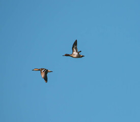 Obraz premium mallard in flight