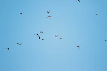 flock of lark in flight