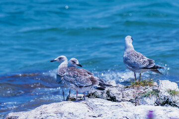armenian gulls on the beach