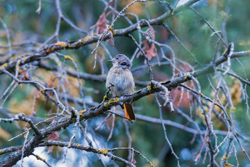 Obraz premium redstart on a tree