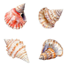 Obraz premium Collecting beautiful shells by the seaside coastal area nature photography serene environment close-up view marine life