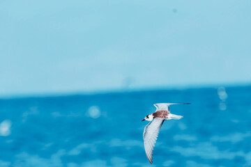tern in flight