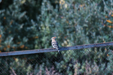 eurasian hoopoe on a fence © Vladislav