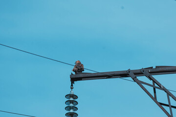 buzzard on a wire