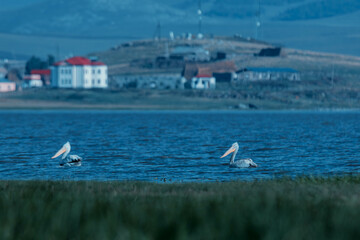 pelicans on the water