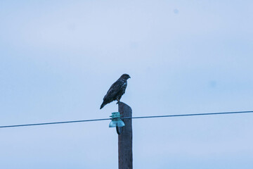 buzzard on a wire