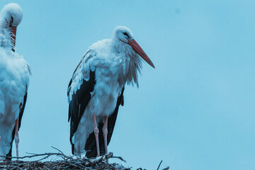 white storks in the nest