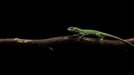 Fototapeta premium Emerald Anolis on Dark Branch: A Stunning Portrait of Nature's Majesty