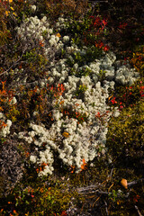 wooden moss podium over table for organic cosmetic products. Natural style for presentation display cosmetic products. Copy space