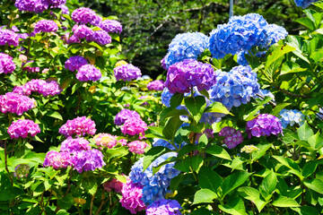 本土寺　美しい紫陽花（あじさい,アジサイ）コピースペースあり　背景素材　（日本千葉県松戸市）　Hondo-ji Temple （Hondoji Temple)　Beautiful hydrangea, background material, copy space available (Matsudo City, Chiba Prefecture, Japan)