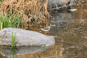 solitary sandpiper on a rock in water